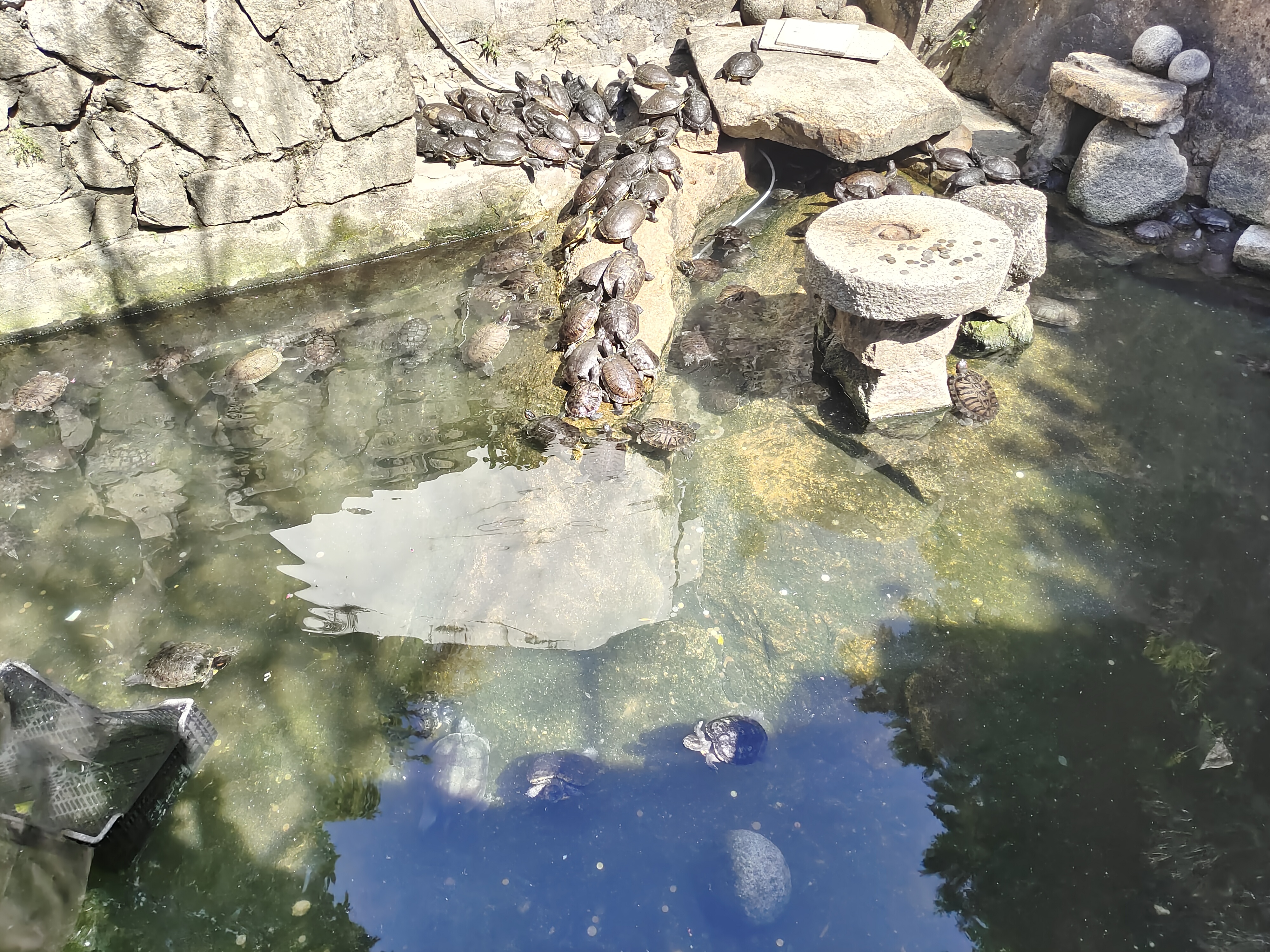 Tortoises were taking sun bath