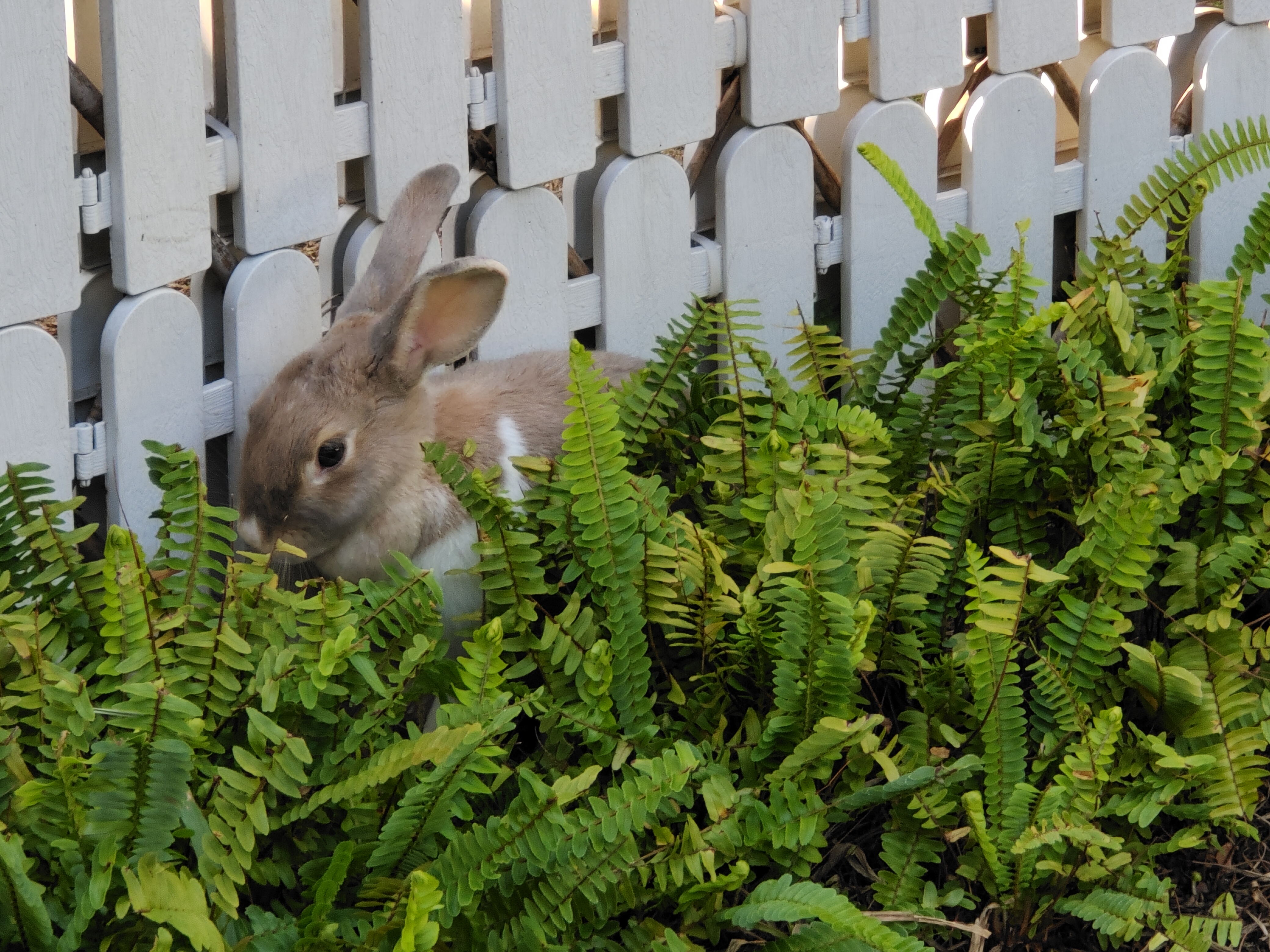 Cute rabbit